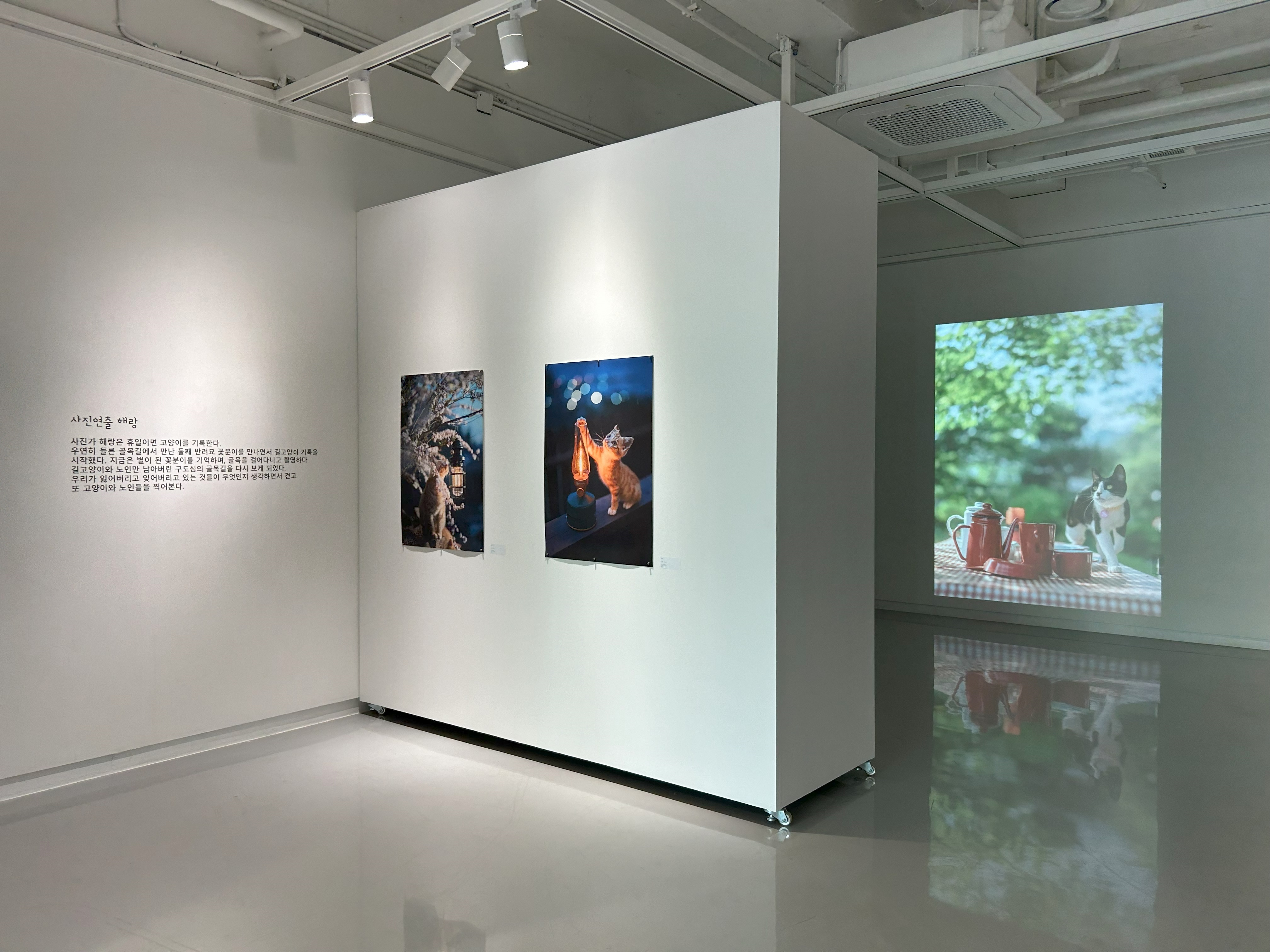 [2024교육전시]고양이 비밀정원-전시실2